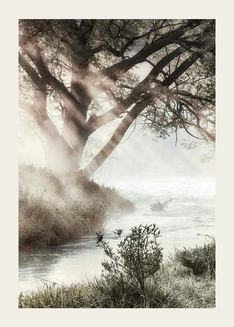 Foto van bomen bij een mistige beek in het ochtendlicht-12