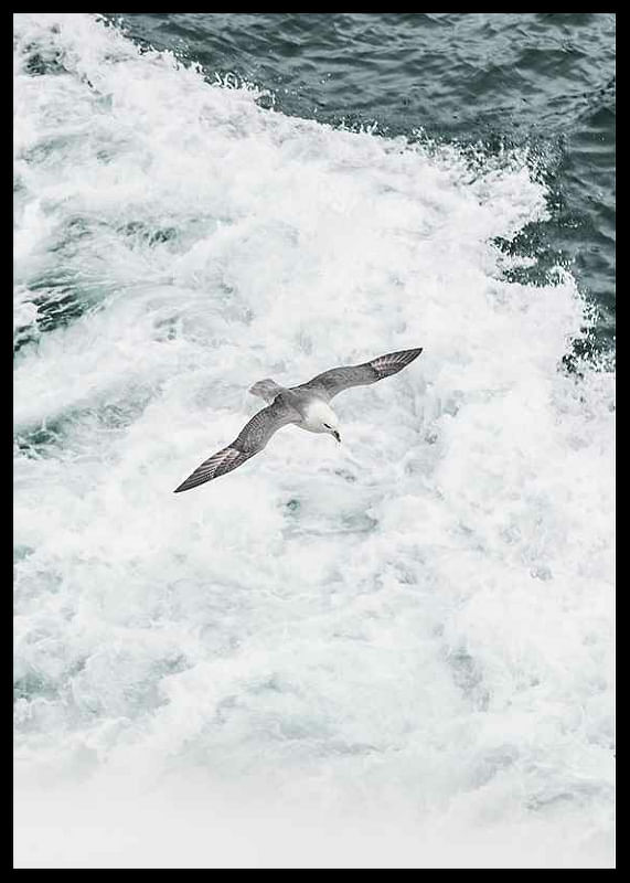 Grey Seagull-12