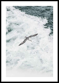 Grey Seagull-0