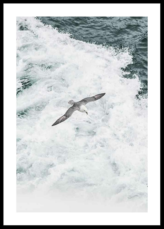 Grey Seagull-12