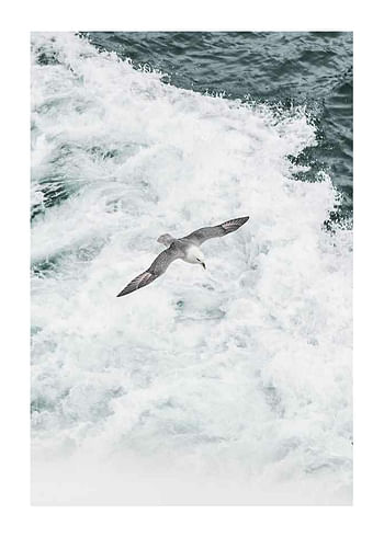 Poster Grey Seagull