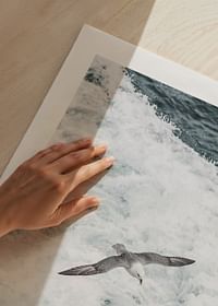 Grey Seagull-5