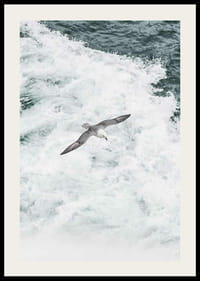 Fotografia čajky sivej vznášajúcej sa nad penivými oceánskymi vlnami-2