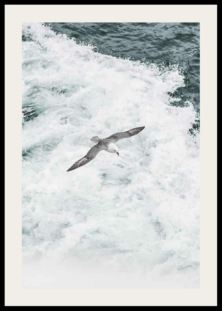 Fotografia čajky sivej vznášajúcej sa nad penivými oceánskymi vlnami-12