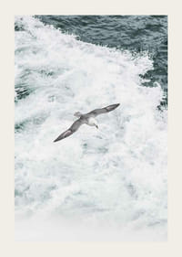 Fotografia čajky sivej vznášajúcej sa nad penivými oceánskymi vlnami-3