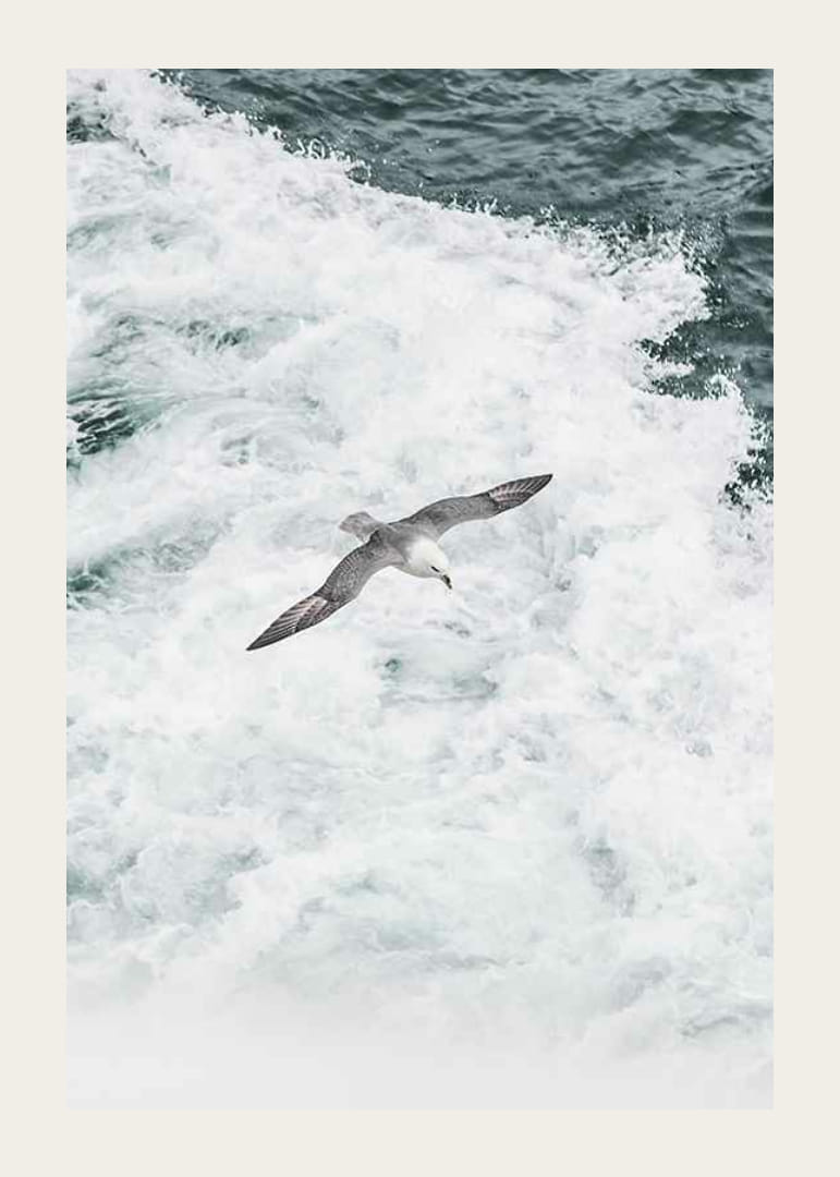 Fotografia čajky sivej vznášajúcej sa nad penivými oceánskymi vlnami-12