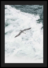Fotografia čajky sivej vznášajúcej sa nad penivými oceánskymi vlnami-4