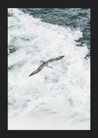 Fotografia čajky sivej vznášajúcej sa nad penivými oceánskymi vlnami-5