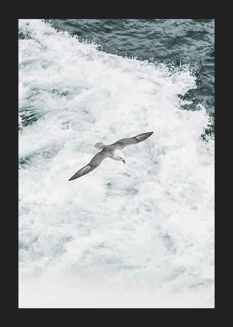 Fotografia čajky sivej vznášajúcej sa nad penivými oceánskymi vlnami-12