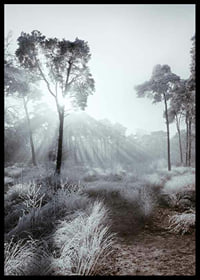Sunbeams through winter forest with frost and fog-6