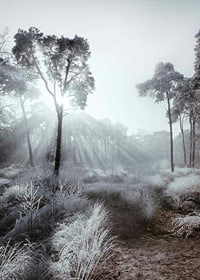 Sunbeams through winter forest with frost and fog-7