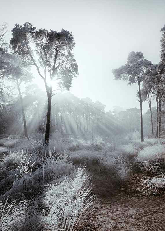 Sunbeams through winter forest with frost and fog-12