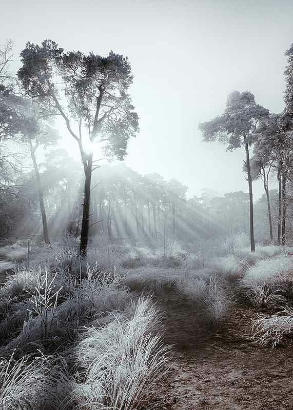 Winter Sunrays-12