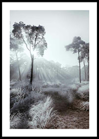 Sunbeams through winter forest with frost and fog-0