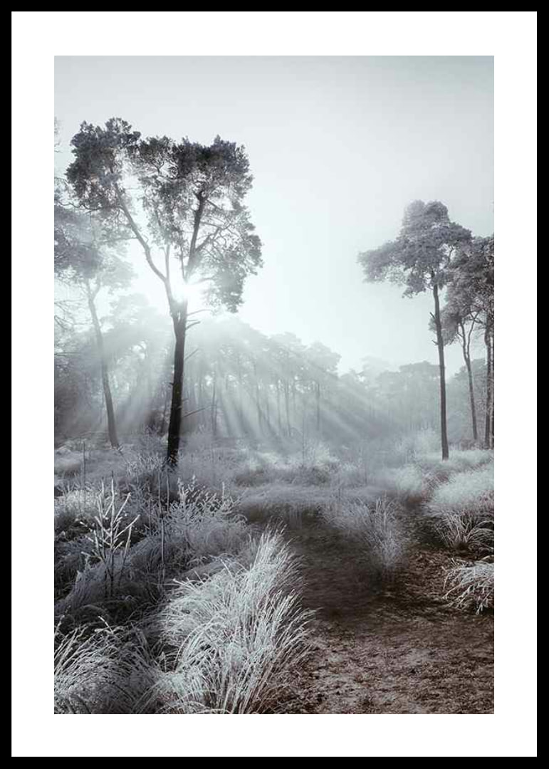 Sunbeams through winter forest with frost and fog-12