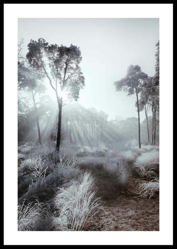 Poster Winter Sunrays