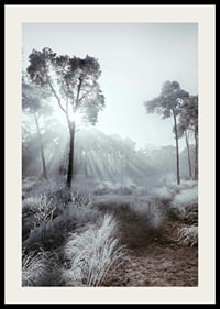 Sunbeams through winter forest with frost and fog-2