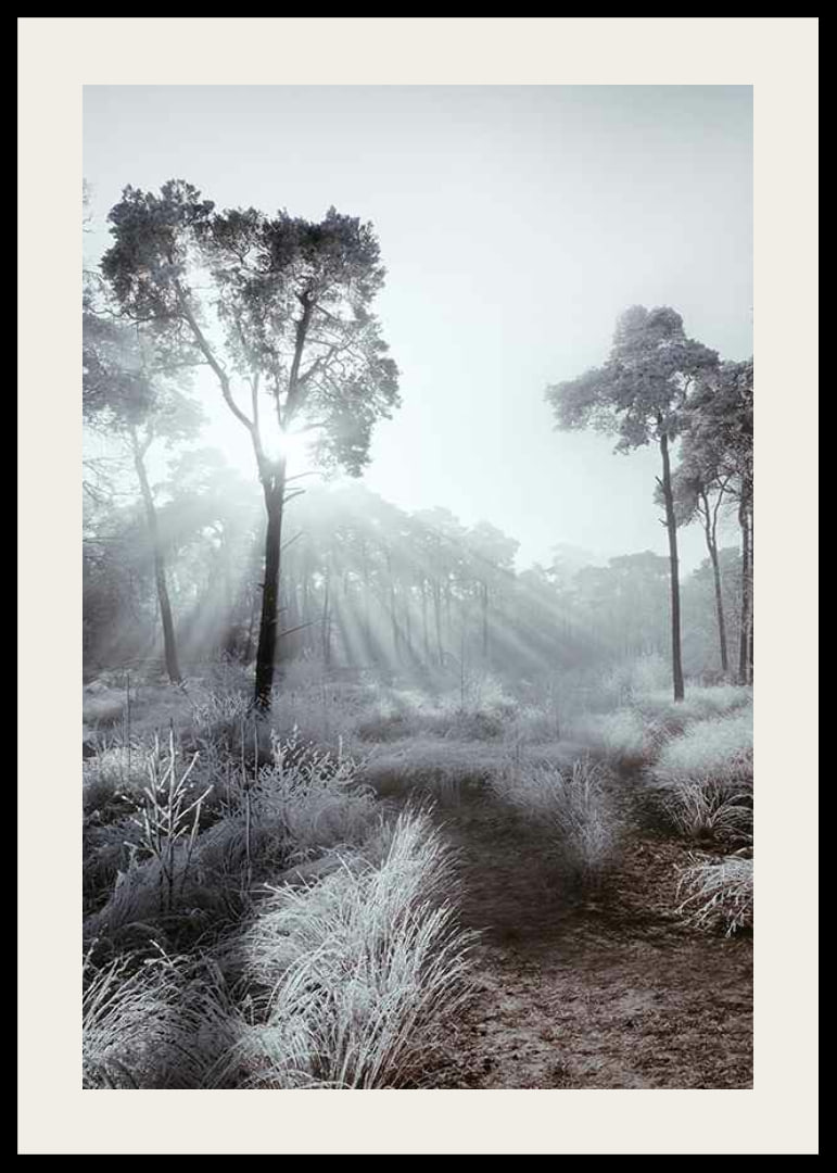 Sunbeams through winter forest with frost and fog-12