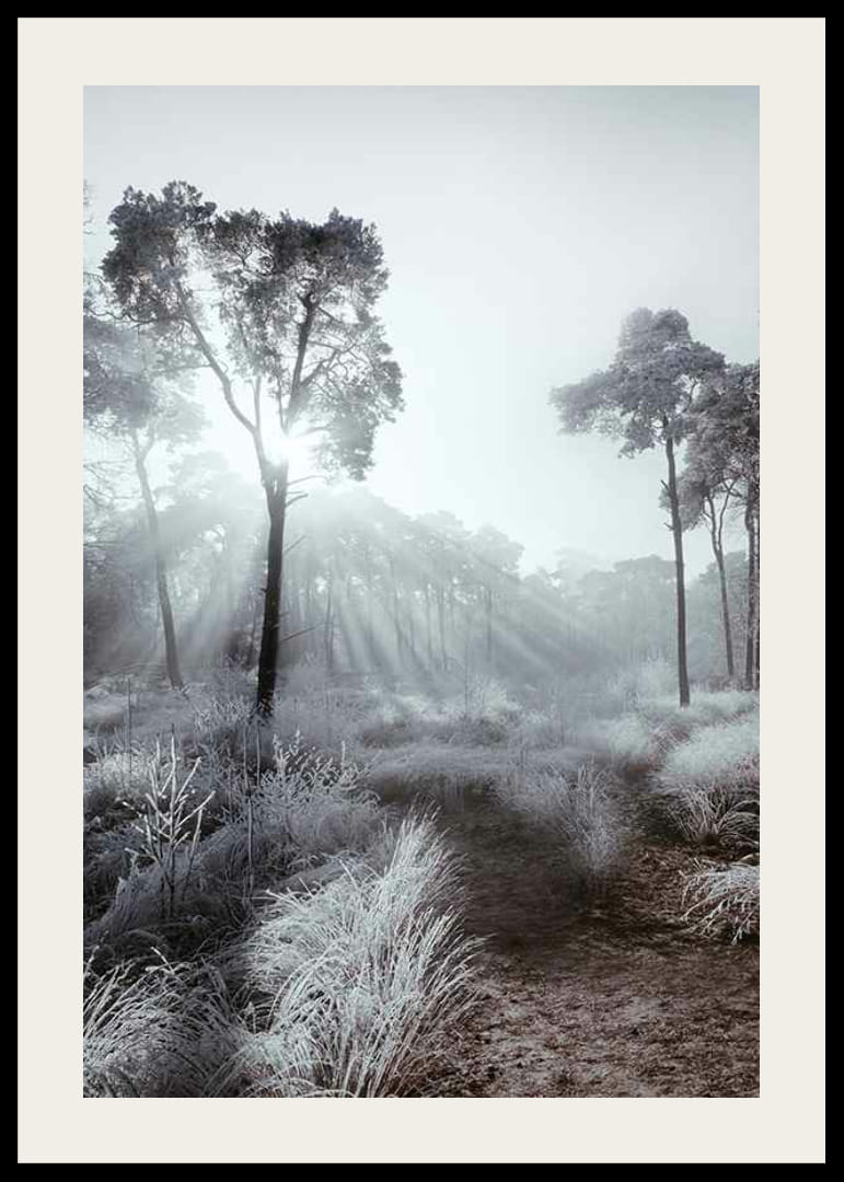 Slnečné lúče cez zimný les s mrazom a hmlou-12