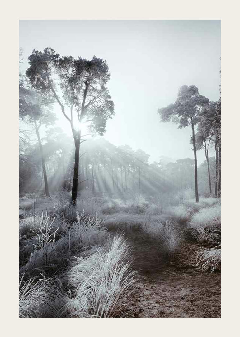 Slnečné lúče cez zimný les s mrazom a hmlou-12