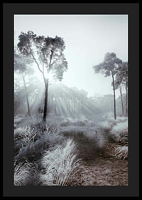 Sunbeams through winter forest with frost and fog-4