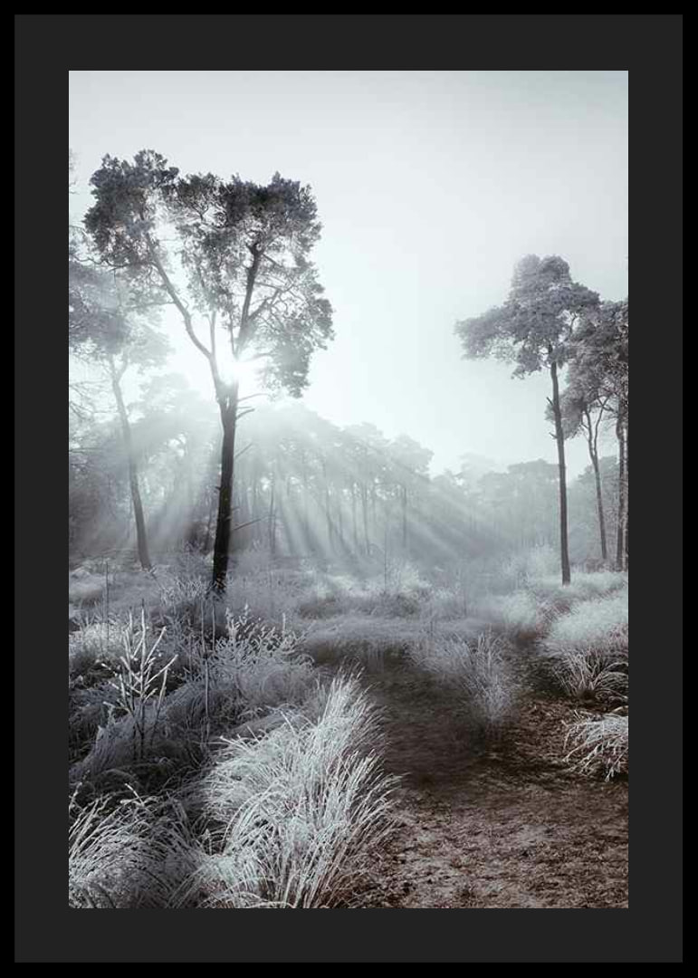Sunbeams through winter forest with frost and fog-12