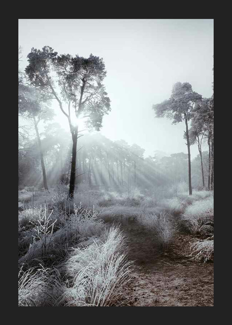Slnečné lúče cez zimný les s mrazom a hmlou-12