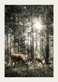 Deux cerfs en contre-jour dans une forêt verte avec des rayons de soleil-3