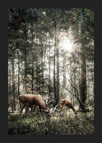 Deux cerfs en contre-jour dans une forêt verte avec des rayons de soleil-5