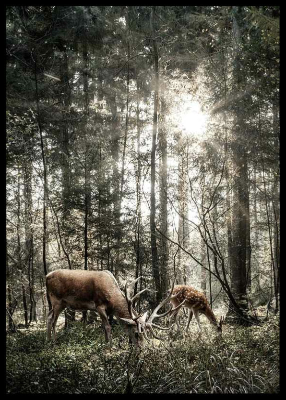 Deer In Sunlight-12