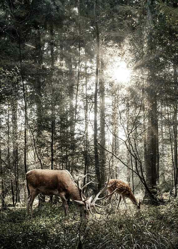 Deer In Sunlight-12