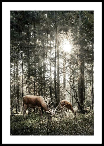 Poster Deer In Sunlight