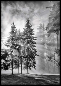 Photographie en noir et blanc d'une forêt d'épicéas avec brouillard et rayons de soleil-6