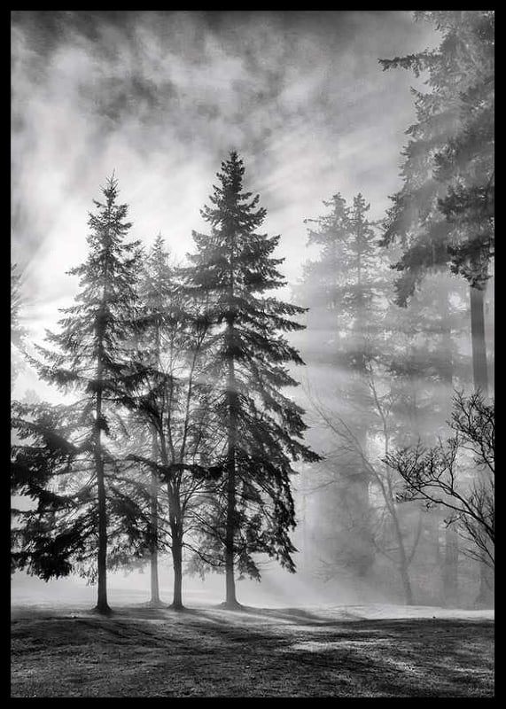 Photographie en noir et blanc d'une forêt d'épicéas avec brouillard et rayons de soleil-12