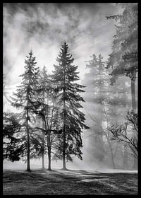Sunrays Through Trees-2