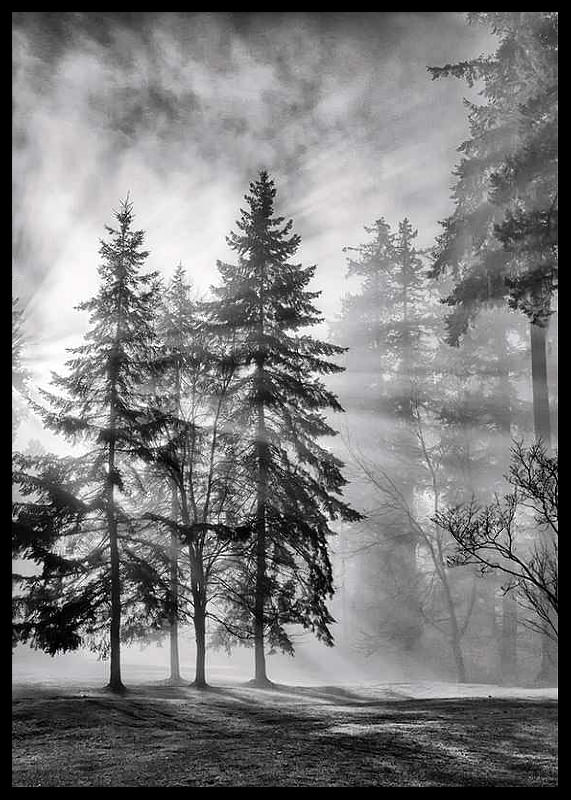 Sunrays Through Trees-12