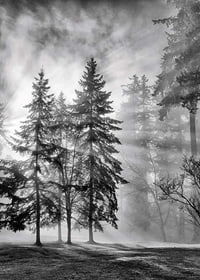 Photographie en noir et blanc d'une forêt d'épicéas avec brouillard et rayons de soleil-7