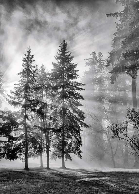 Photographie en noir et blanc d'une forêt d'épicéas avec brouillard et rayons de soleil-12