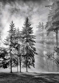 Sunrays Through Trees-3