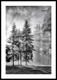 Photographie en noir et blanc d'une forêt d'épicéas avec brouillard et rayons de soleil-0