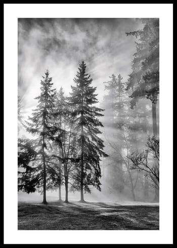 Poster Sunrays Through Trees