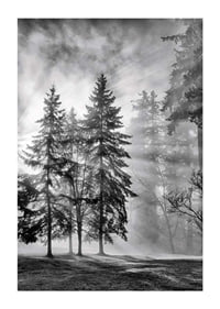 Photographie en noir et blanc d'une forêt d'épicéas avec brouillard et rayons de soleil-1