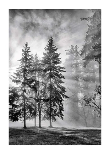 Poster Sunrays Through Trees