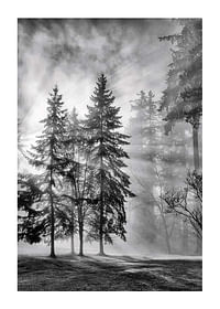 Sunrays Through Trees-1