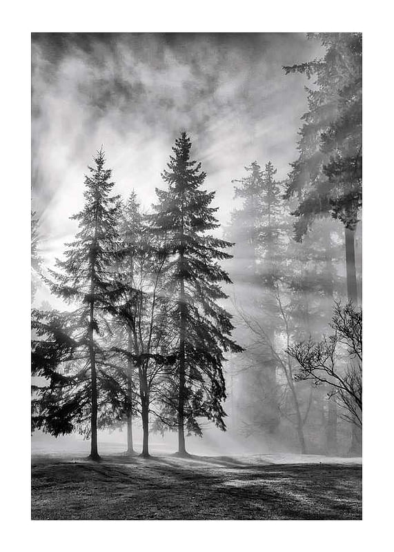 Sunrays Through Trees-12