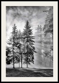 Photographie en noir et blanc d'une forêt d'épicéas avec brouillard et rayons de soleil-2