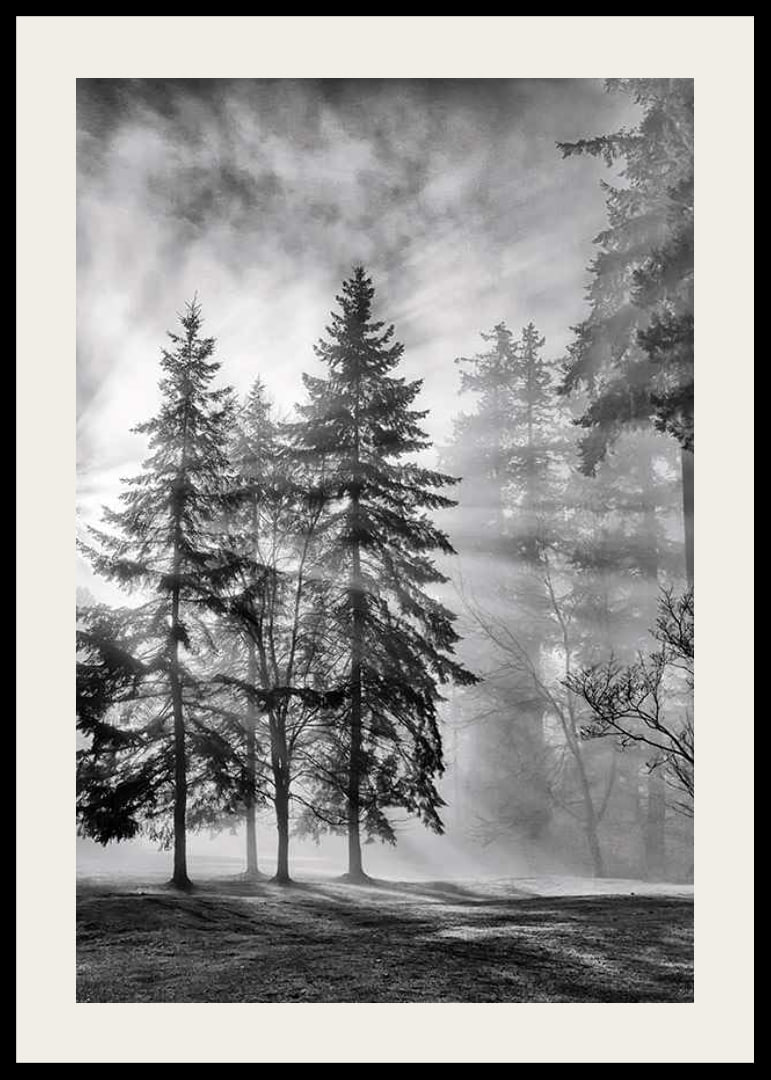 Photographie en noir et blanc d'une forêt d'épicéas avec brouillard et rayons de soleil-12