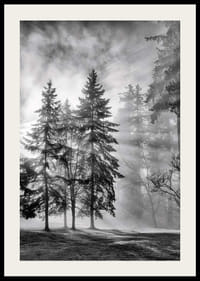 Black and white photo of spruce forest with fog and sun rays-2