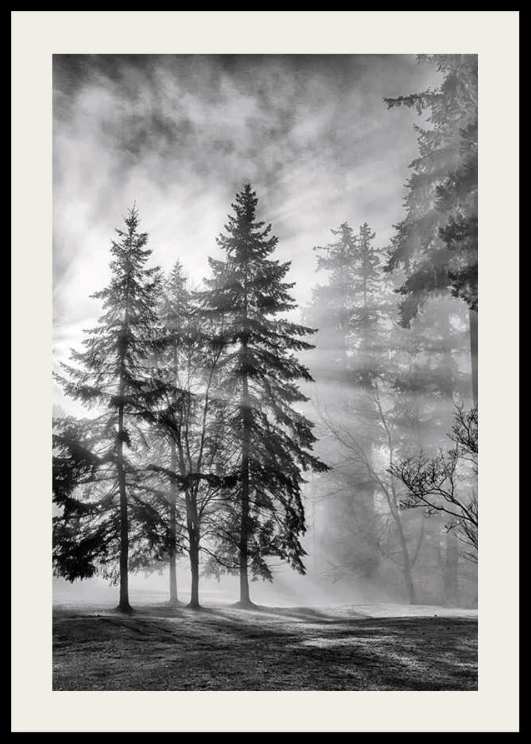 Black and white photo of spruce forest with fog and sun rays-12