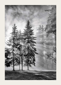 Photographie en noir et blanc d'une forêt d'épicéas avec brouillard et rayons de soleil-3